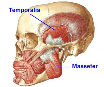 Mbbs Medicine Humanity First Muscles Of Head And Neck