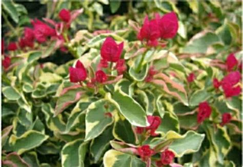 Jual Bougenville Variegata Merah Di Lapak Mahameru Flora Bukalapak