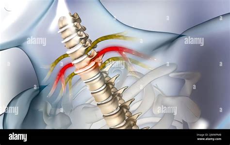 Lumbar Vertebra Compress Hi Res Stock Photography And Images Alamy