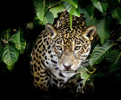 mammal evolution kicked   daring experiments earthcom