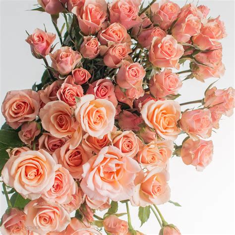 Peach Spray Rose Flower Diy Wedding Flowers Flower Moxie