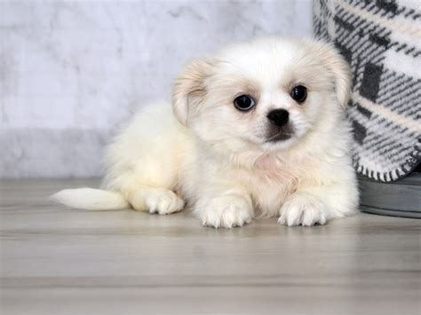 Pekingese Dog Male White 3723773 Petland Lewis Center