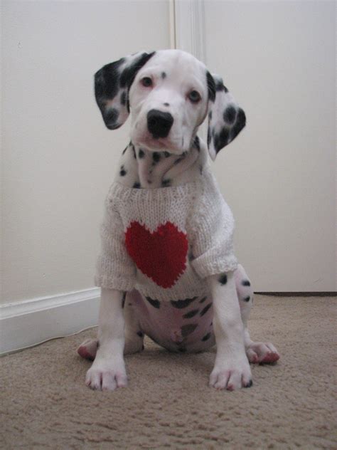 20 Valentine's Day Puppies That Will Melt Your Heart
