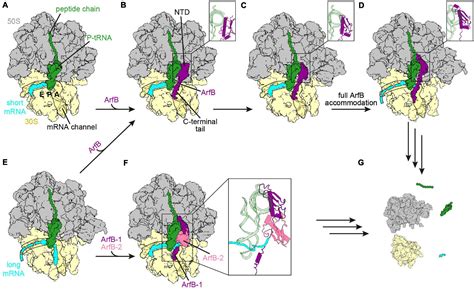 Frontiers Ribosome Rescue Pathways In Bacteria