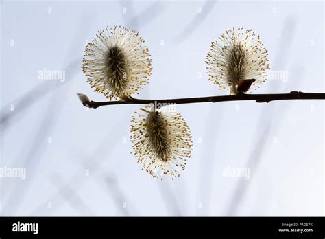 Three Beautiful Flowers Of Pussy Willow In The Spring Season Flowers Shine With Sunlight From