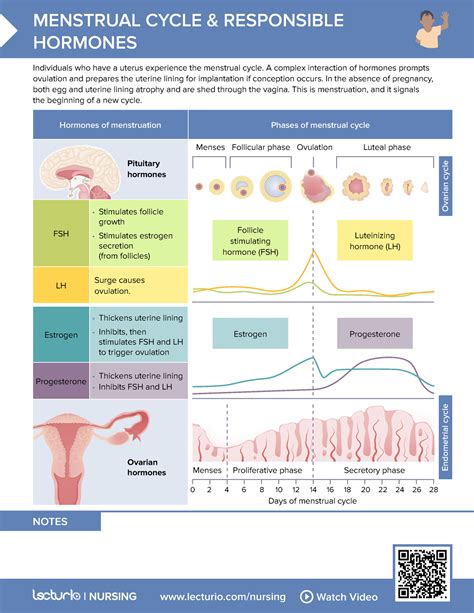 Nursing CS Menstrual Cycle Responsible Hormones 02 Lecturio Nursing