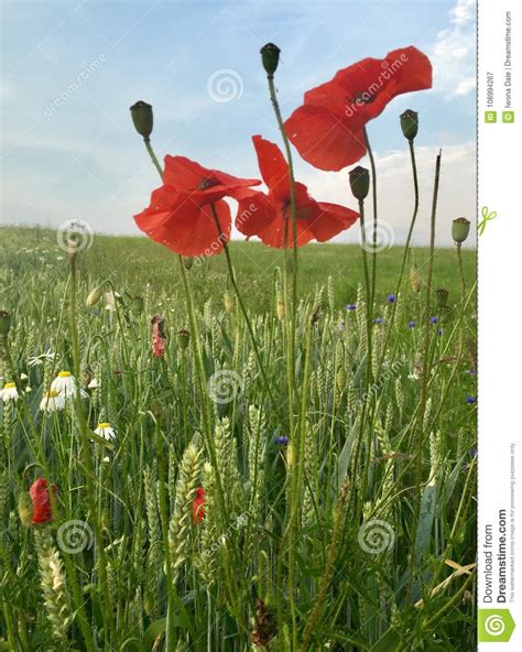 Papoilas No Campo De Trigo E De Outros Wildflowers Imagem De Stock