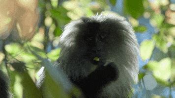 Monkey Eating GIFs - Find & Share on GIPHY