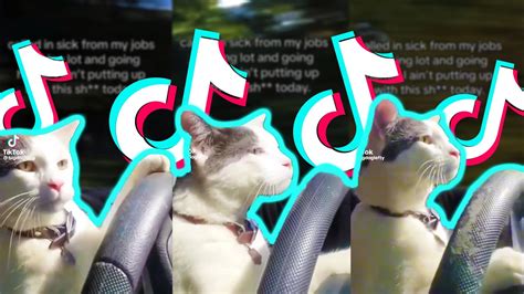 Cat Driving A Car Meme Funny TikTok Meme TikTok Compilation YouTube