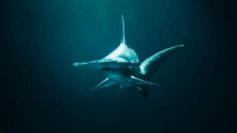 Why Do Hammerhead Sharks Have Hammer-Shaped Heads? - Trendradars