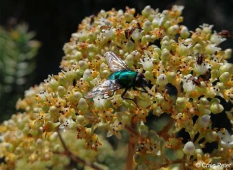 Crassula tetragona | PlantZAfrica