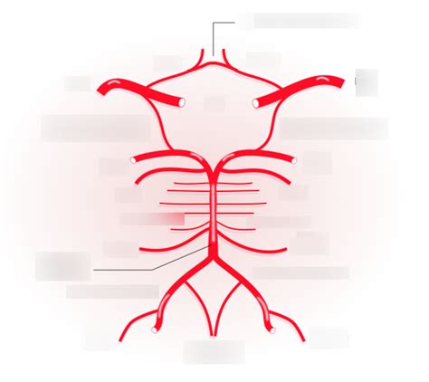 Neuro Diagram | Quizlet