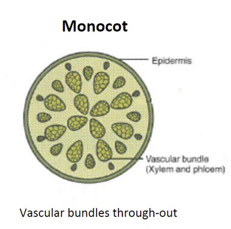 Monocot stem Diagram | Quizlet