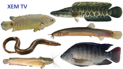 ca nuoc ngot fish ten cac loai ca nuoc ngot youtube