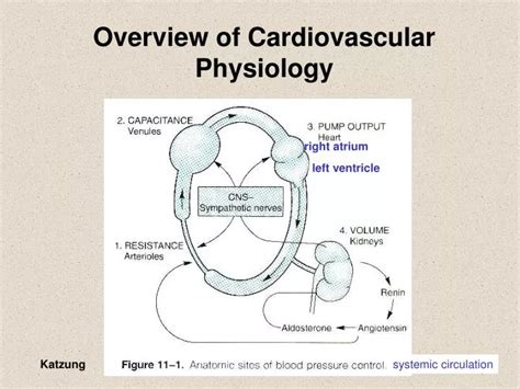 PPT - Overview of Cardiovascular Physiology PowerPoint Presentation ...