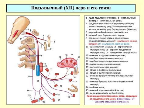Черепномозговые нервы - презентация онлайн