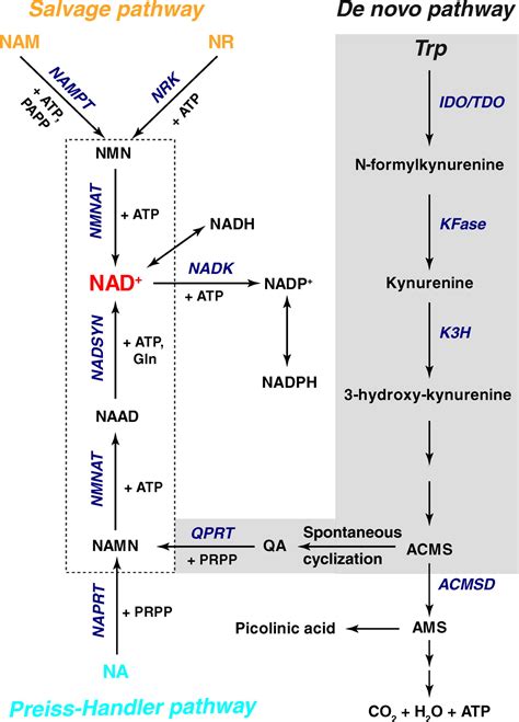 Nad H And Nadp H Redox Couples And Cellular Energy Metabolism