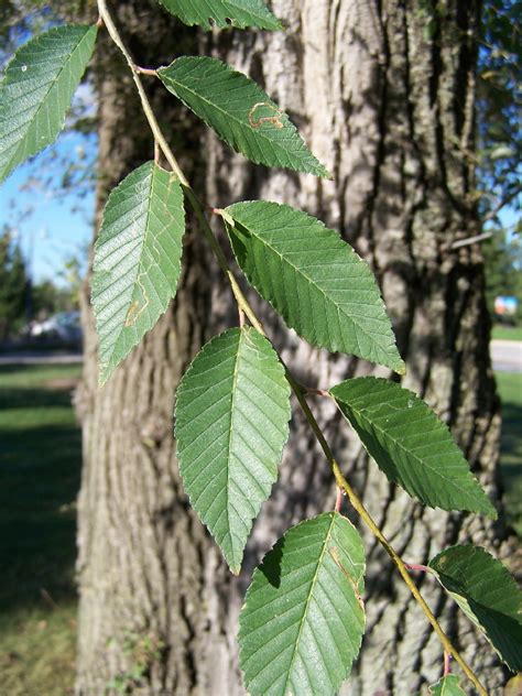 Siberian Elm Ulmus Pumila North American Insects Spiders