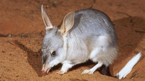 Australia Releases Rare Marsupial Bilby Into The Wild In Nsw Bbc News