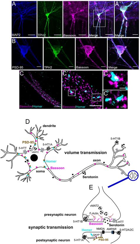 Human Ipsc Derived 5 Ht Specific Neurons Function Rather Via