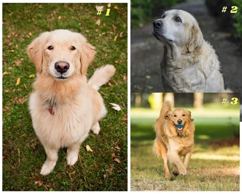 Canadian Golden Retrievers: Here Are the Main Features That Set Them Apart From Their American