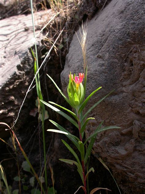 Collomia Biflora Polemoniaceae Image At Phytoimages Siu Edu