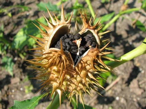 1360x768 wallpaper | brown spike plant | Peakpx