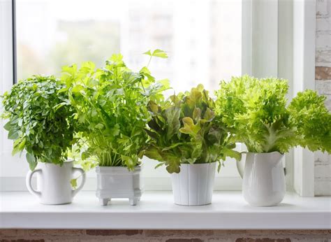 Домашняя Грядка Для Зелени Лучшая Фото Подборка