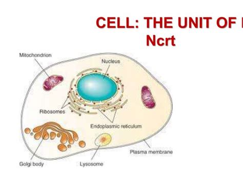 Cell the unit of life ncert introduction to prokaryotic cells | PPTX