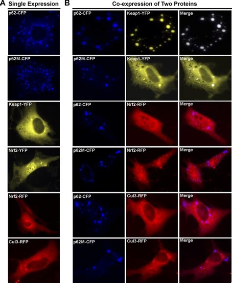 noncanonical mechanism  nrf activation  autophagy deficiency