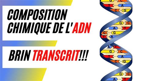 Comment Reconna Tre Le Brin Transcrit De L Adn Dans Quel Sens S