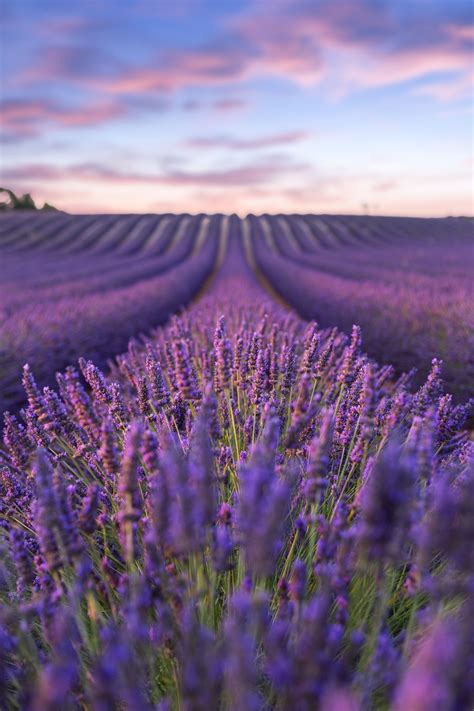 Wallpaper Provence Lavender Fields