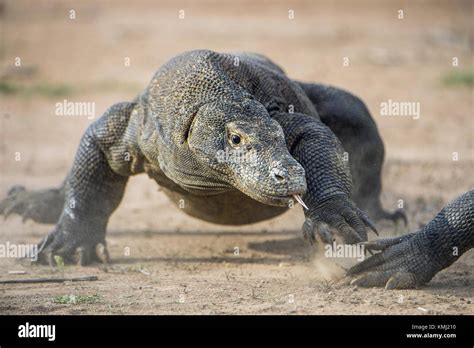 Attack of a Komodo dragon. The dragon running on sand. The Running