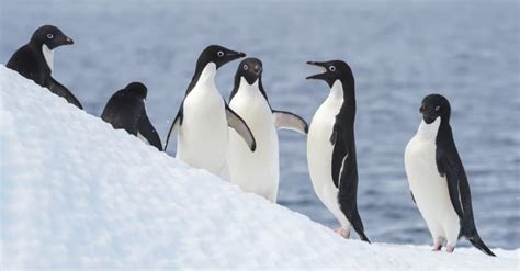 Do Penguins Mate for Life? Penguin Mating Facts - A-Z Animals
