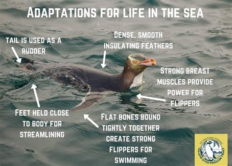 Adaptations for life in the sea - Yellow-eyed Penguin Trust