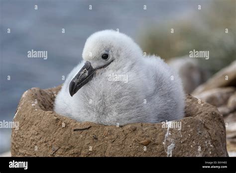 Baby Albatross Bird