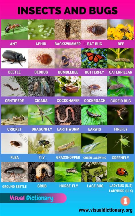 insects  list   common names  insects   world visual