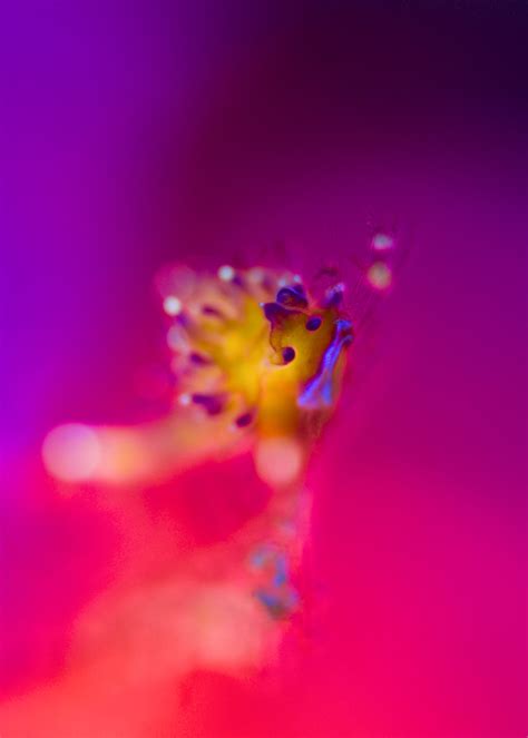 The Art of Bio Luminance Pedagogical – MiniGear