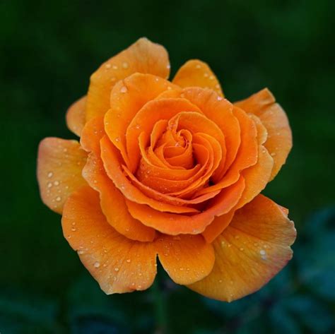 11 Amazing Orange Roses For Your Garden - SONG OF ROSES