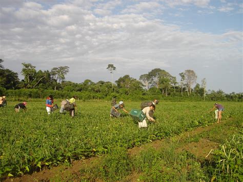 Colheita Manual De Feij O Caupi Na Agricultura Familiar Portal Embrapa