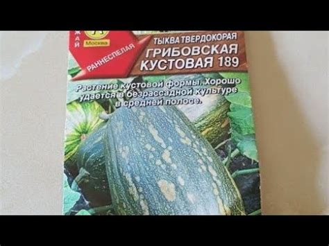 Тыква грибовская кустовая 189, обзор. Классная дача. - YouTube