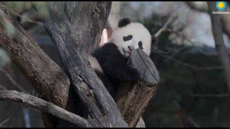 Giant panda cam Smithsonian National Zoo Washington DC | wusa9.com