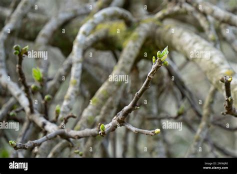 Jerusalem fig tree hi-res stock photography and images - Alamy