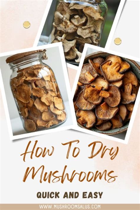 How To Dry Mushrooms — Full Guide Mushroomsalus