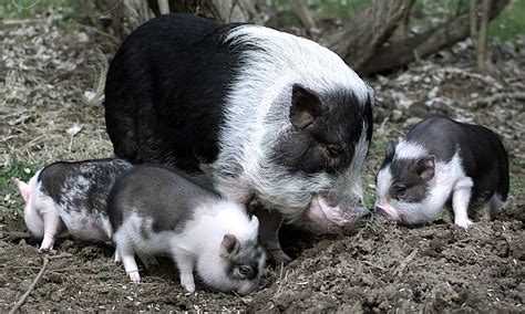 Pig Gestation Period: How Long Are Pigs Pregnant? - A-Z Animals