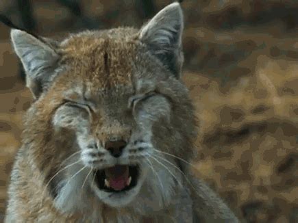 Lynx Gifs WiffleGif