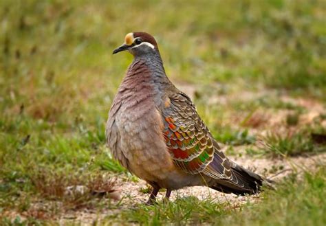common bronzewing  australia native pigeon   farm  nsw