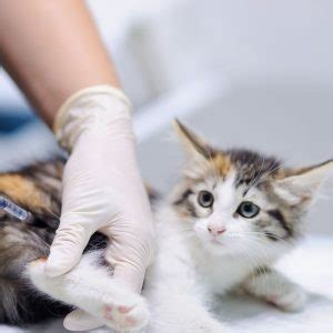 Mastering Cat Insulin Injections A Quick Guide How To Give A Cat Insulin