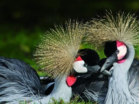 Parc Des Oiseaux