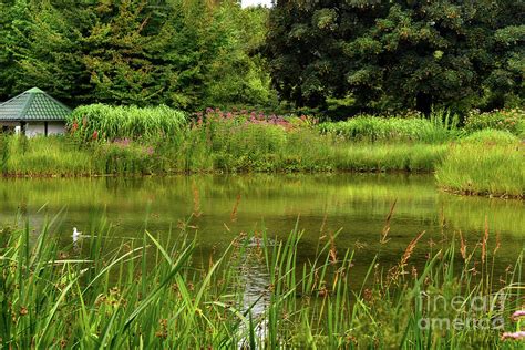 Green Oasis Photograph by Yvonne Johnstone - Fine Art America